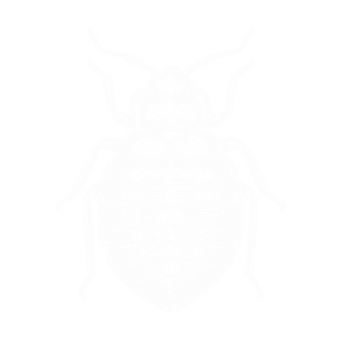Bettwanze, Illustration