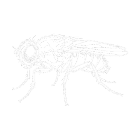 Fruchtfliege, Illustration