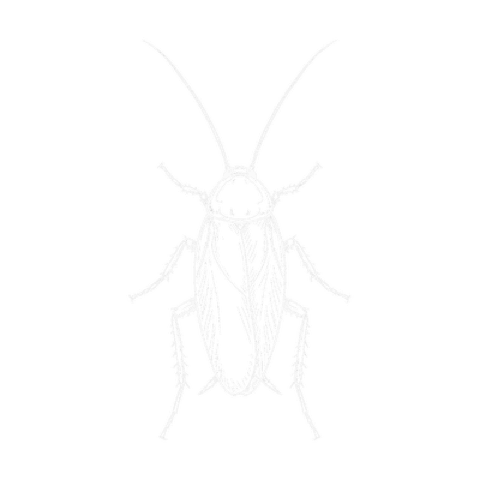 Schabe, Illustration