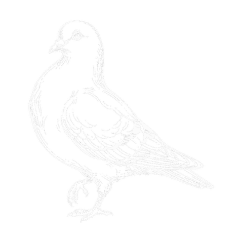 Taube, Illustration