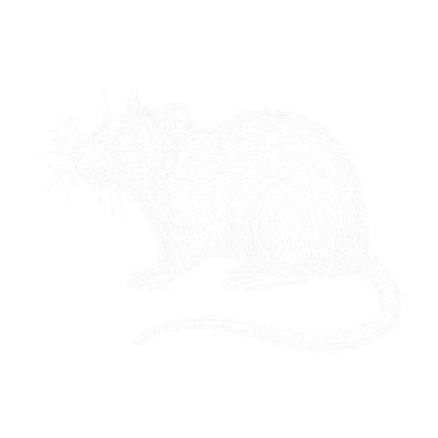 Wanderratte, Illustration